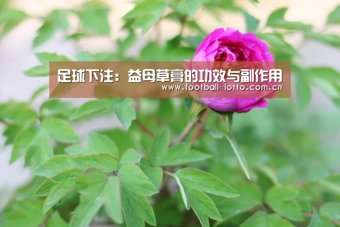 滚球投注